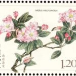 (4-2), Xifu Haitang (Malus Micromalus), 120 fen, 40 * 30 mm