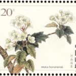 (4-3), Henan Haitang (Malus honanensis), 120 fen, 40 * 30 mm
