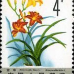 (6-1), Day lily, 4 fen, 30*40 mm