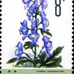 (6-3), Aconite, 8 fen, 30*40 mm