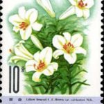(6-4), Lily, 10 fen, 30*40 mm