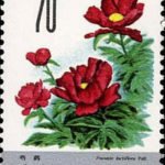 (6-6), Peony, 70 fen, 30*40 mm