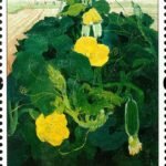 (6-2), Melon Vines, 120 fen, 35 * 50 mm