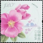 (4-2), Single-Petalled Pink Rose, 120 fen, 36 * 36 mm