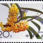 (4-1), Sweet-scented Osmanthus, 20 fen, 40*30mm