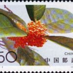 (4-3), Sweet-scented Osmanthus, 50 fen, 40*30mm