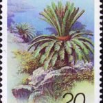 (4-1), Cycas revoluta Thunb, 20 fen, 30*40mm
