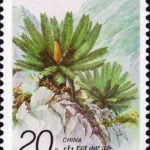 (4-2), Cycas panzhihuaensis L. Zhoun et S.Y. Yang, 20 fen, 30*40mm