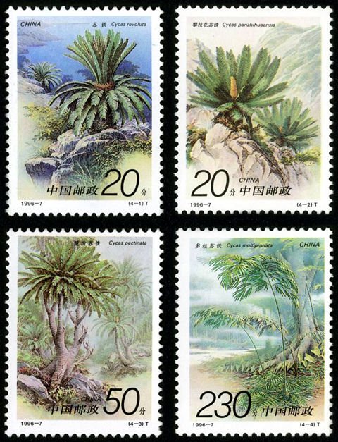 1996-07, Cycads《苏铁》