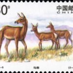 (2-2), Red Deer, 80 fen, 40*30mm