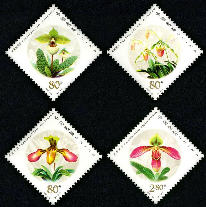 2001-18, Paphiopedilum《兜兰》