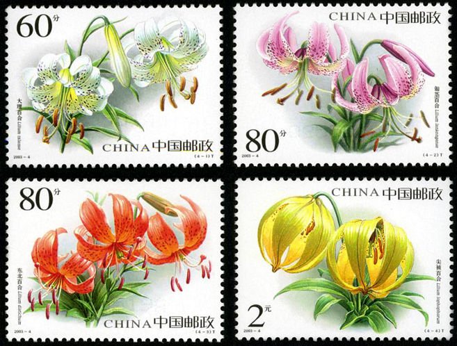 2003-04, Lily《百合花》