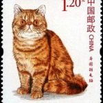 (4-4), Exotic Shorthair, 120 fen, 33 * 40 mm