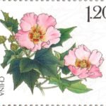 (4-1), Hibiscus Mutabilis, 120 fen, 40 * 30 mm