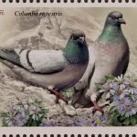 2022-25-1 Columba rupestries
