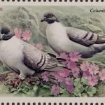 2022-25-3 Columba leuconota