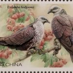 2022-25-4 Columba hodgsonii